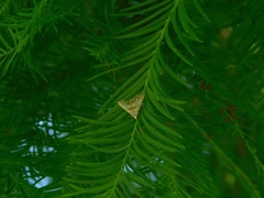 Eoparargyractis