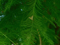 Eoparargyractis