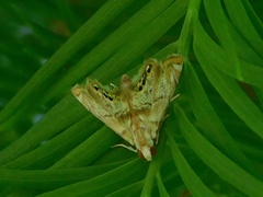 Eoparargyractis