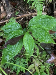 Liparis gigantea