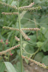 Echinochloa pyramidalis