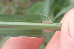 Echinochloa pyramidalis