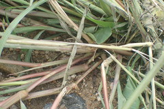 Echinochloa pyramidalis