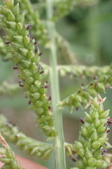 Echinochloa pyramidalis