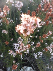Erica multiflora