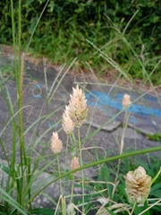 Phalaris canariensis