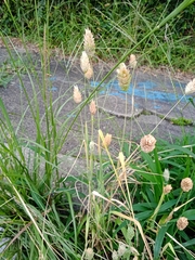 Phalaris canariensis