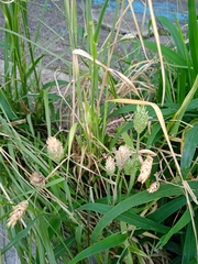 Phalaris canariensis