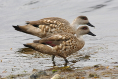 Lophonetta specularioides