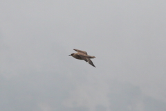 Stercorarius chilensis