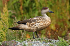 Lophonetta specularioides