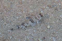 Yongeichthys nebulosus