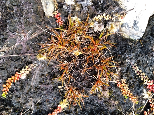 Antarctic rush (Juncus antarcticus)