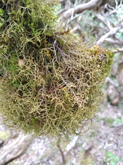 Lepicolea