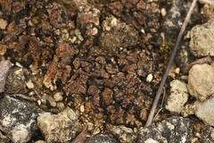 Clavascidium lacinulatum