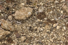 Clavascidium lacinulatum