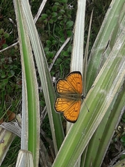 Lycaena edna