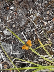 Lycaena edna