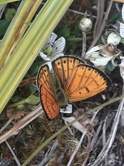 Lycaena edna