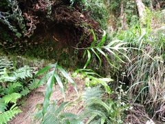 Microsorum novae-zealandiae