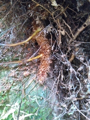 Microsorum novae-zealandiae