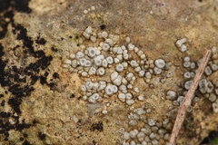 Circinaria contorta