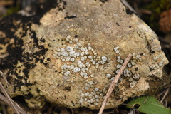 Circinaria contorta
