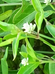 Alternanthera flavescens