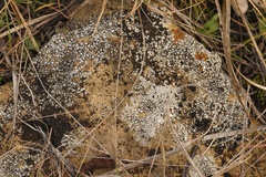 Circinaria contorta