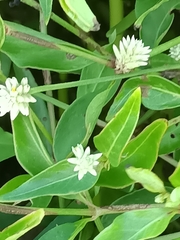 Alternanthera flavescens