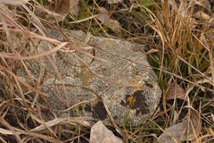 Circinaria contorta