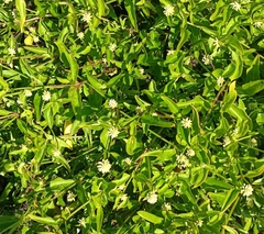 Alternanthera flavescens