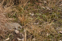 Circinaria contorta