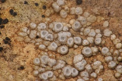 Circinaria contorta