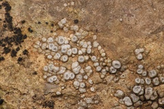 Circinaria contorta