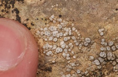 Circinaria contorta