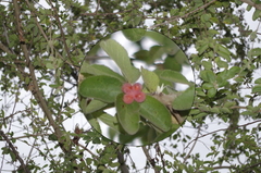 Grewia similis image