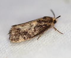 Pycnocera hypoxantha