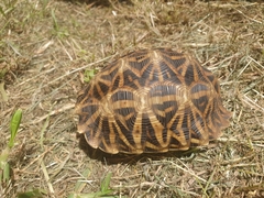 Psammobates oculifer