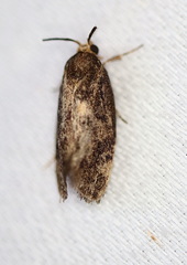 Pycnocera hypoxantha