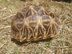 Psammobates oculifer