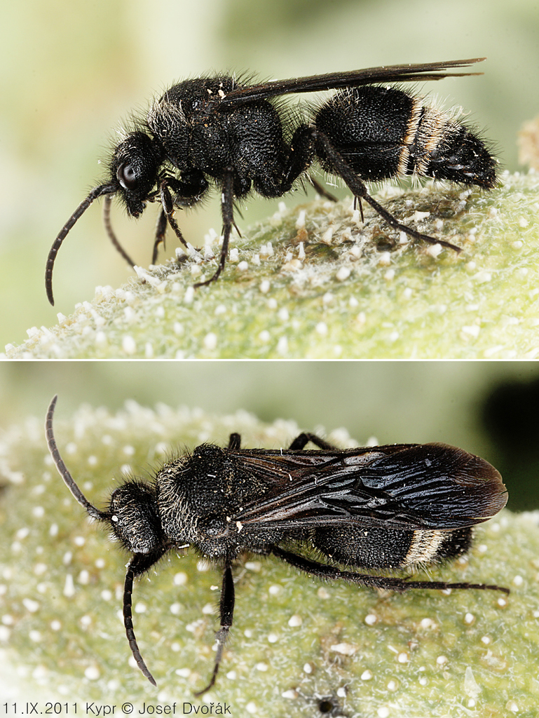Dasylabris manderstiernii
