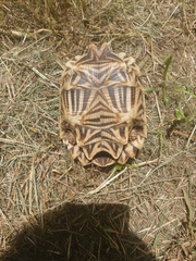 Psammobates oculifer