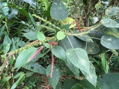 Acalypha macrostachya