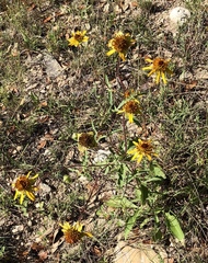 Tetragonotheca texana