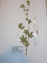Potentilla