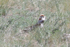 Melanocorypha mongolica