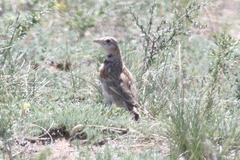 Melanocorypha mongolica