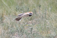 Melanocorypha mongolica