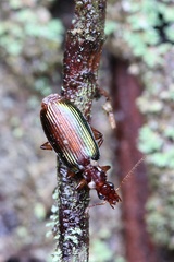 Calleida splendidula